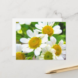 Mooie kleine madeliefjes in de zonneschijn briefkaart