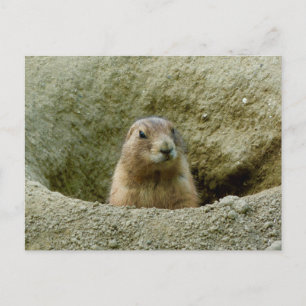 Mooie kleine Marmot Briefkaart