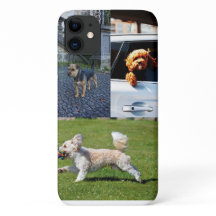 Mooie kleine walky honden