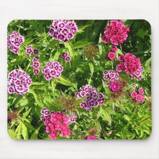 Mooie kleur bloemen, anjer muismat (Voorkant)