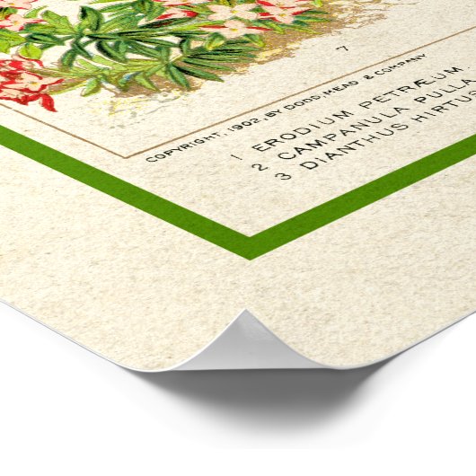 Mooie  kleur botanische flora poster (Hoek)