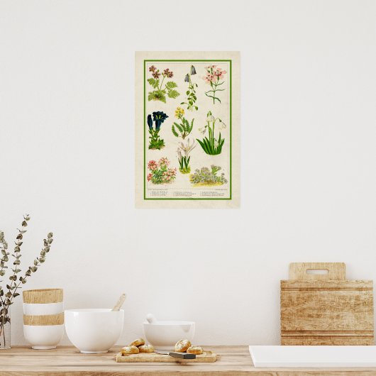 Mooie  kleur botanische flora poster (Keuken)