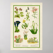 Mooie  kleur botanische flora poster (Voorkant)