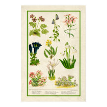 Mooie kleur botanische flora
