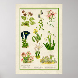 Mooie kleur botanische flora poster