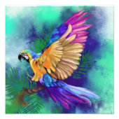 Mooie kleur Parrot Poster schilderij (Voorkant)