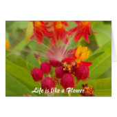 Mooie kleurrijke bloem met Milkweed Art Print (Voorkant Horizontaal)