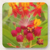 Mooie kleurrijke bloem met Milkweed Art Print Onderzetter (Voorkant)