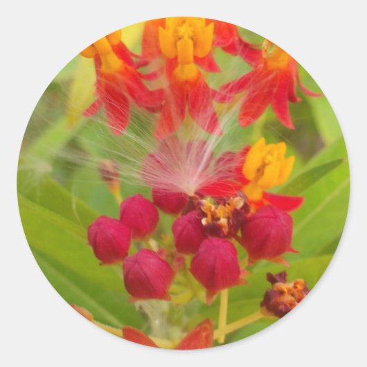 Mooie kleurrijke bloem met Milkweed Art Print Ronde Sticker (Voorkant)