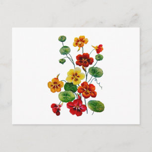 Mooie kleurrijke geborduurde Nasturtiums Briefkaart