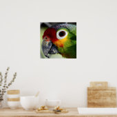 Mooie, kleurrijke papegaaien portret poster (Keuken)