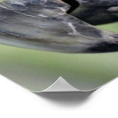 Mooie, kleurrijke papegaaien portret poster (Hoek)