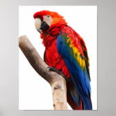 Mooie, kleurrijke Scarlet Macaw Parrot Bird Poster (Voorkant)