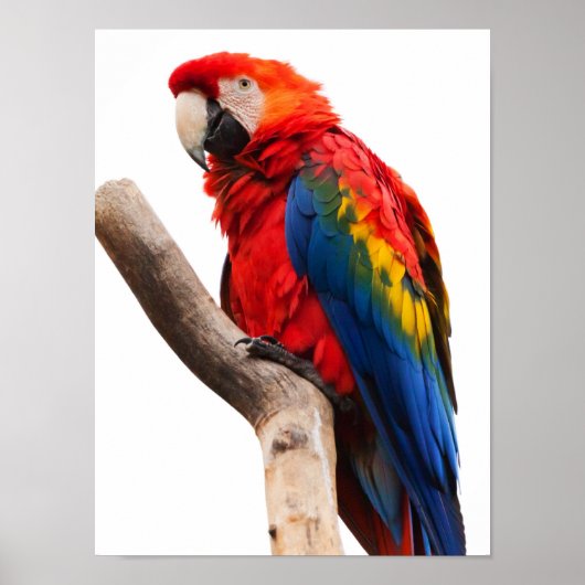 Mooie, kleurrijke Scarlet Macaw Parrot Bird Poster (Voorkant)