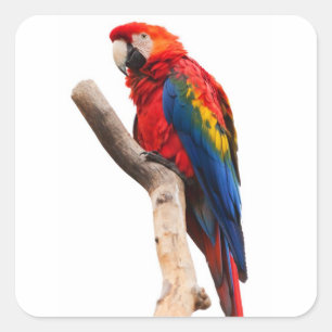 Mooie, kleurrijke Scarlet Macaw Parrot Bird Vierkante Sticker