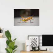 Mooie kleurrijke sprinkhaan in close-up poster (Thuiskantoor)