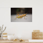 Mooie kleurrijke sprinkhaan in close-up poster (Keuken)