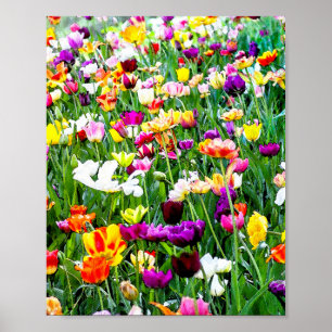 Mooie, kleurrijke Tulps Artsy Floral Poster