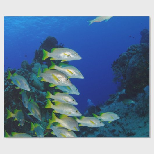 Mooie, kleurrijke vissen | Beste geschenk voor het Cadeaupapier (Vlak)