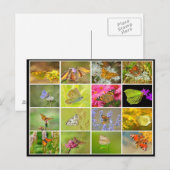 Mooie, kleurrijke vlindercollage briefkaart (Voorkant / Achterkant)