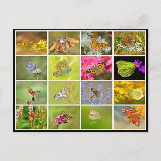 Mooie, kleurrijke vlindercollage briefkaart (Voorkant)