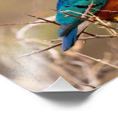 Mooie, kleurrijke vogel in de Struik Foto Afdruk (Hoek)