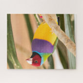 Mooie, kleurrijke Zebra Finch Bird Legpuzzel (Horizontaal)