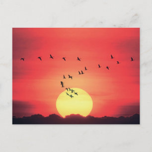 Mooie, kleurrijke zonsondergang met vogels die vli briefkaart