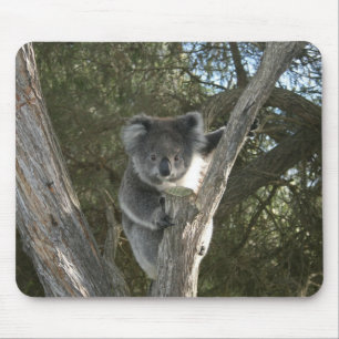 Mooie Koala Klimt in een Boom Foto Muismat