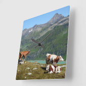 Mooie koeien in de bergen vierkante klok (Hoek)