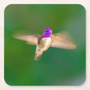 Mooie koeienvogel in de Onderzetter van de vlucht