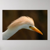 Mooie koereiger vogel poster (Voorkant)