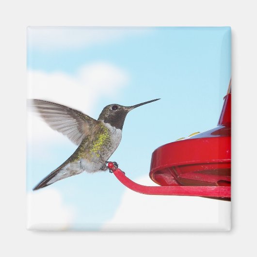 Mooie kolibrie en Feeder Square Magnet (Voorkant)