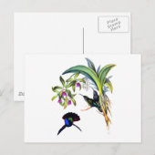 Mooie Kolibries en Paarse Orchideeën Briefkaart (Voorkant / Achterkant)