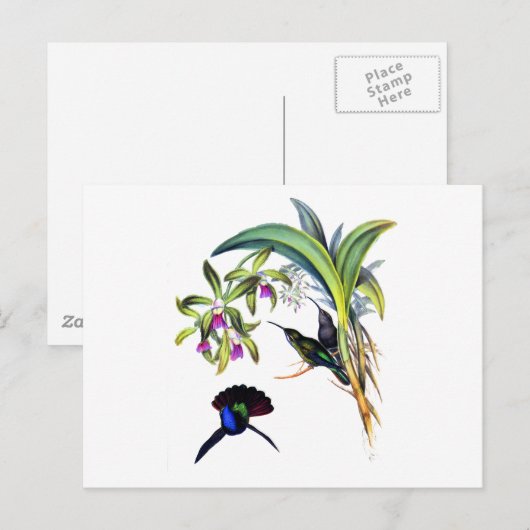 Mooie Kolibries en Paarse Orchideeën Briefkaart (Voorkant / Achterkant)