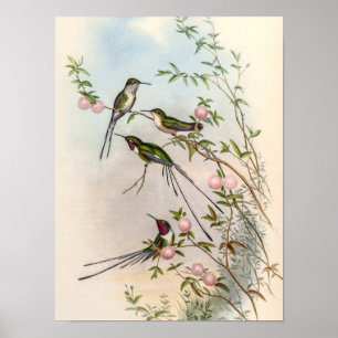Mooie kolibries met roze bloemen door John Gould Poster