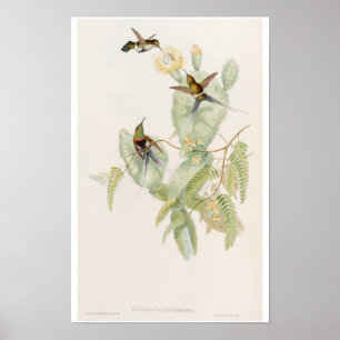 Mooie kolibries op cactusbloem door John Gould Poster