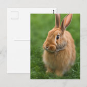 Mooie konijn briefkaart (Voorkant / Achterkant)