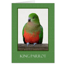 Mooie Koning Parrot, Australische vogel