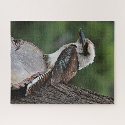 Mooie Kookaburra Bird Australia, 520 stuks Legpuzzel (Horizontaal)