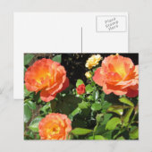Mooie koraalRozen Briefkaart (Voorkant / Achterkant)