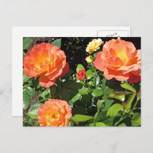 Mooie koraalRozen Briefkaart (Voorkant / Achterkant)