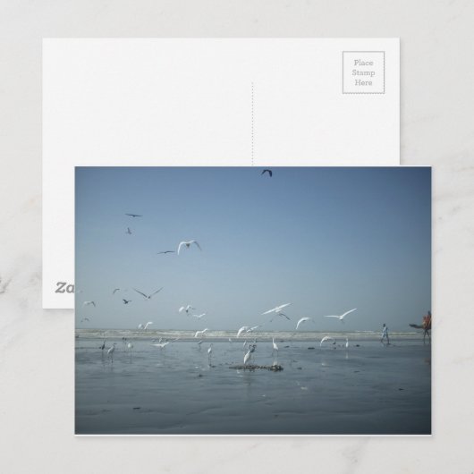 Mooie kranen vliegen over het ballet van Water Nat Briefkaart (Voorkant / Achterkant)