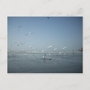 Mooie kranen vliegen over het ballet van Water Nat Briefkaart