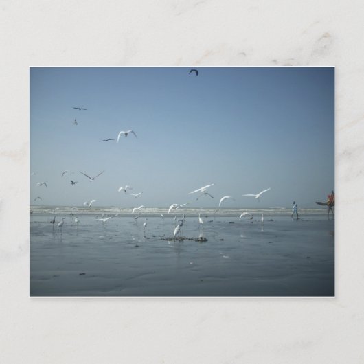 Mooie kranen vliegen over het ballet van Water Nat Briefkaart (Voorkant)