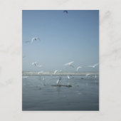 Mooie kranen vliegen over het ballet van Water Nat Briefkaart (Voorkant)