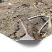 Mooie Kruipende Padprent Poster (Hoek)