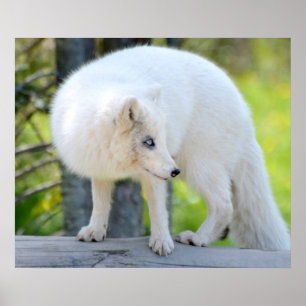 Mooie kunstvos poster