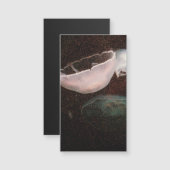 Mooie kwallen (Voorkant / Achterkant)