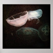 Mooie kwallen poster (Voorkant)